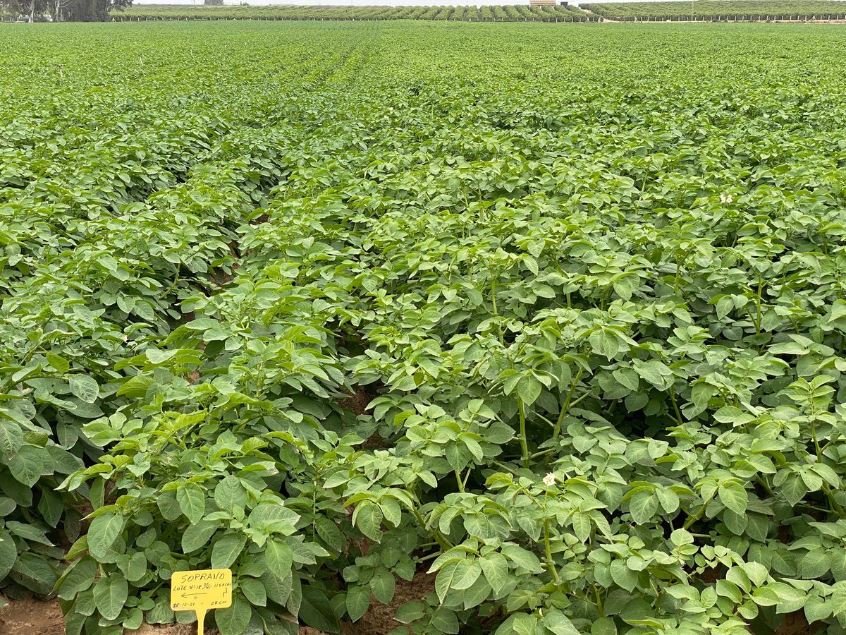 MeijerPotato's tweet photo. This is our table variety #Soprano in Sevilla, Spain. Soprano (https://t.co/G4voNSrhOe) is perfect for cooking and frying at home. It has a uniform sorting size, high marketable #yield and nice skin finish.
Thank you for sharing @lmemeteau.
#meijerpotato #warepotatoes https://t.co/OD7I1RjAI8