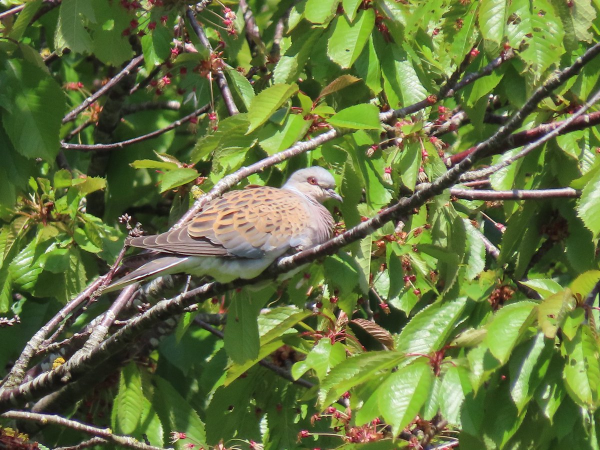 charlottelrs's tweet photo. Saw these two lovely Turtle Doves at Wrabness yesterday https://t.co/QQQOd5bnXw
