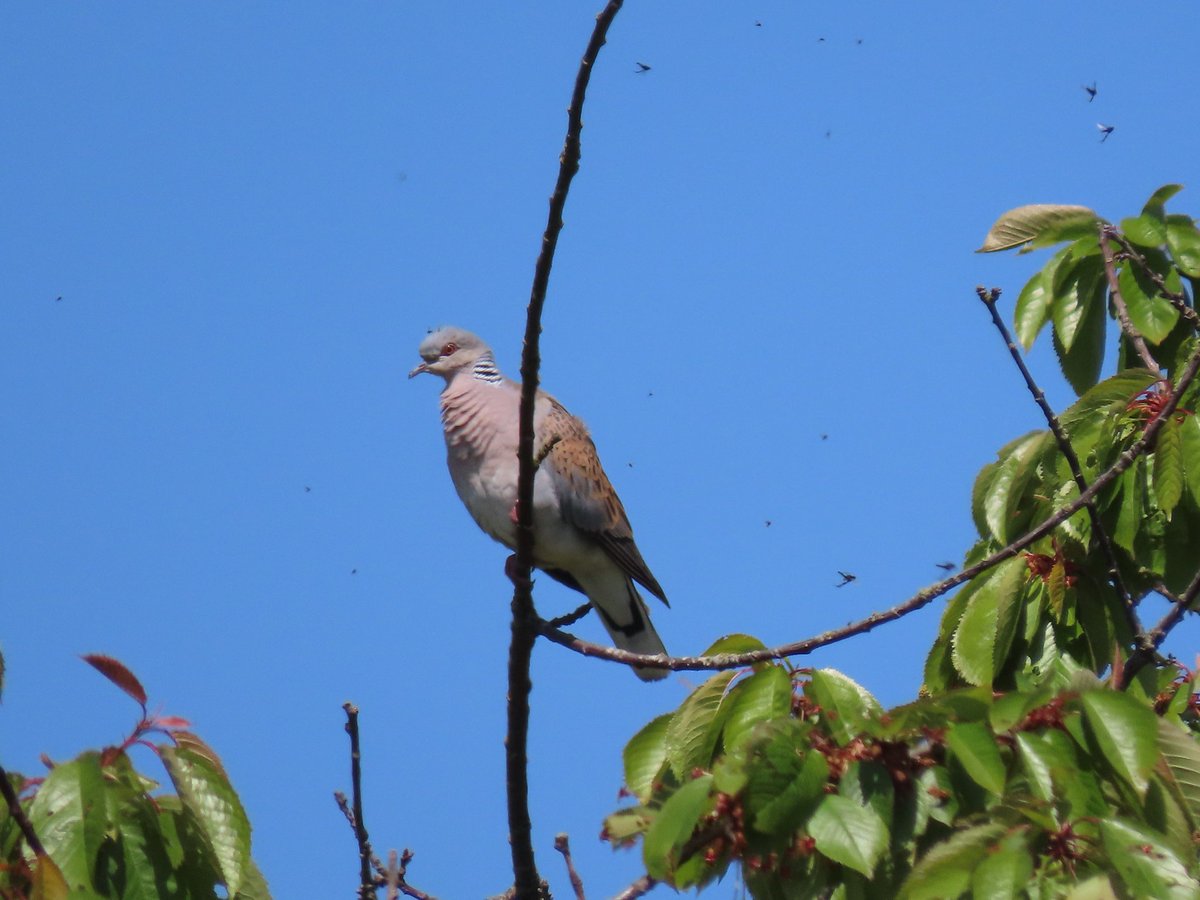 charlottelrs's tweet photo. Saw these two lovely Turtle Doves at Wrabness yesterday https://t.co/QQQOd5bnXw