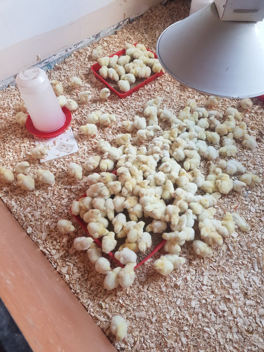 Clinton_Brits's tweet photo. 200 ross 308 broiler chicks available and vaccinated against infectious bronchitis andd new castle.

R900

Springs Gauteng
0630248061 https://t.co/gYB6HYe41g