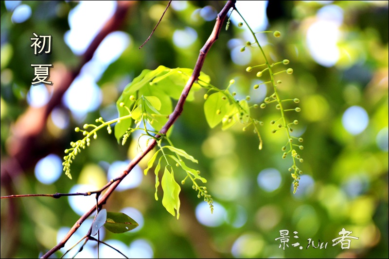 kagemusha_space's tweet photo. 初夏

花開的時候，平凡的日子也會是節日

微風拂過，花穗沙沙作響，

窸窣的鈴聲中降臨。

https://t.co/LhG8iKC6UM

#摄影风格 #生態攝影 #花 #Flowers https://t.co/lPMje69Zv0