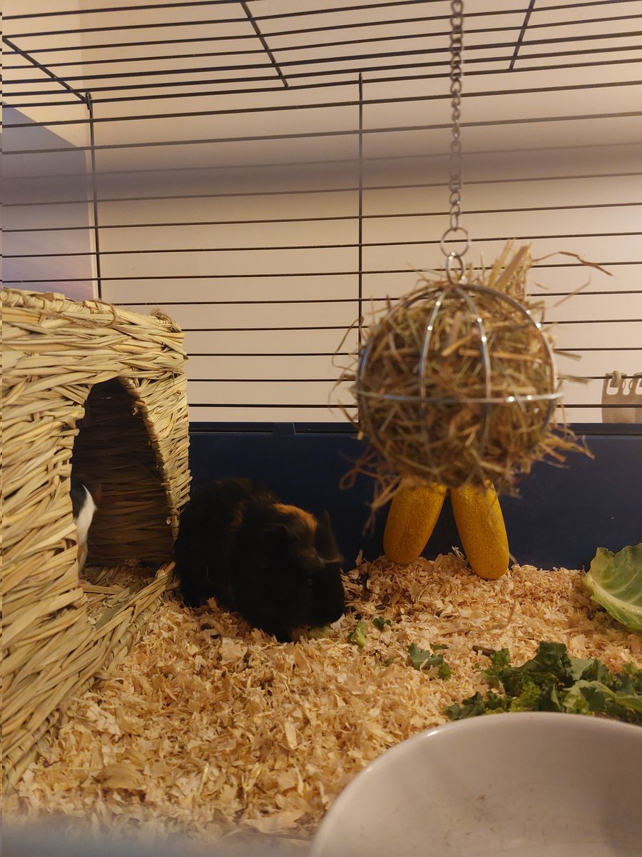ArleneTodd16's tweet photo. @BPS_P3J D wanted everyone to see his new guinea pigs that we got on Friday night https://t.co/Nlm5zb3lLE