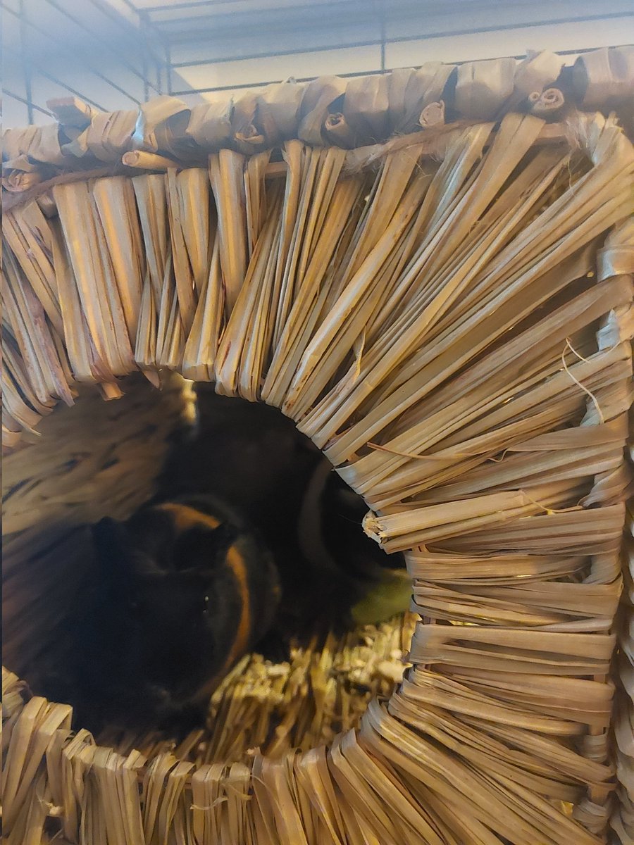 ArleneTodd16's tweet photo. @BPS_P3J D wanted everyone to see his new guinea pigs that we got on Friday night https://t.co/Nlm5zb3lLE