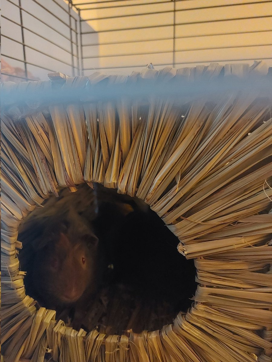 ArleneTodd16's tweet photo. @BPS_P3J D wanted everyone to see his new guinea pigs that we got on Friday night https://t.co/Nlm5zb3lLE