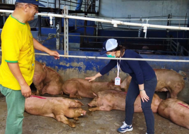 eurocarne's tweet photo. Panamá destina 5.000 cerdos a solidaridad alimentaria, tras el acuerdo de @IMA_Pma con @AnaporPanama y #Apup
https://t.co/hV43hCyd8Z https://t.co/gHahCRkW8m