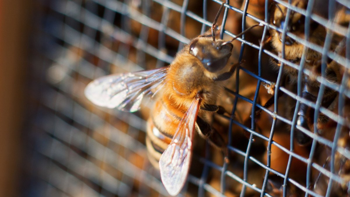 ApiaryBook's tweet photo. Springtime for many #beekeepers is time to start new colonies and there are 3 ways that we can do it:

👉 Purchase a local nucleus colony. 
👉 Capture a swarm from another colony: https://t.co/7VoD1Uz5qb
👉 By installing packaged #bees.

How do you start new colonies in #spring? https://t.co/ylxSrP5eTn