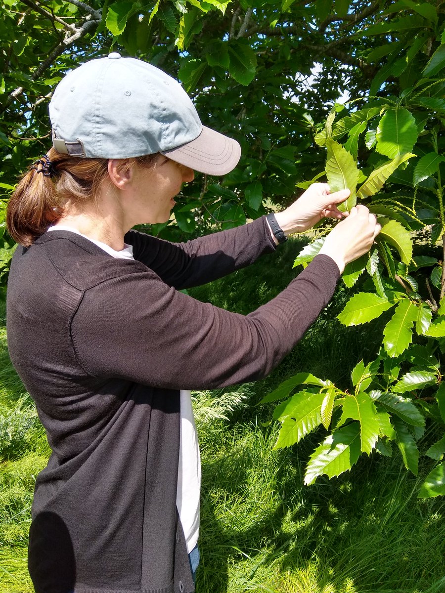 CheckChestnut's tweet photo. It's #NationalPlantHealthWeek 9-15th May! If you see a tree pest of concern let the Plant Health Authorities know #TreeAlert
@APHAgovuk Check the trees you love for their health and yours, https://t.co/72Gc1lPQpx https://t.co/bKp5UbzMIG
