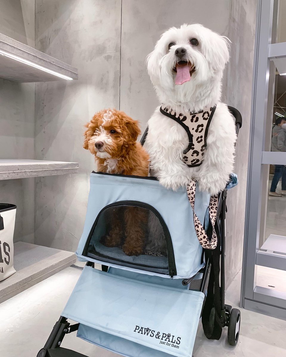 francheskamish's tweet photo. My whole world ✨ Love being a dog mama to these two 💗 https://t.co/jQliox3C4L