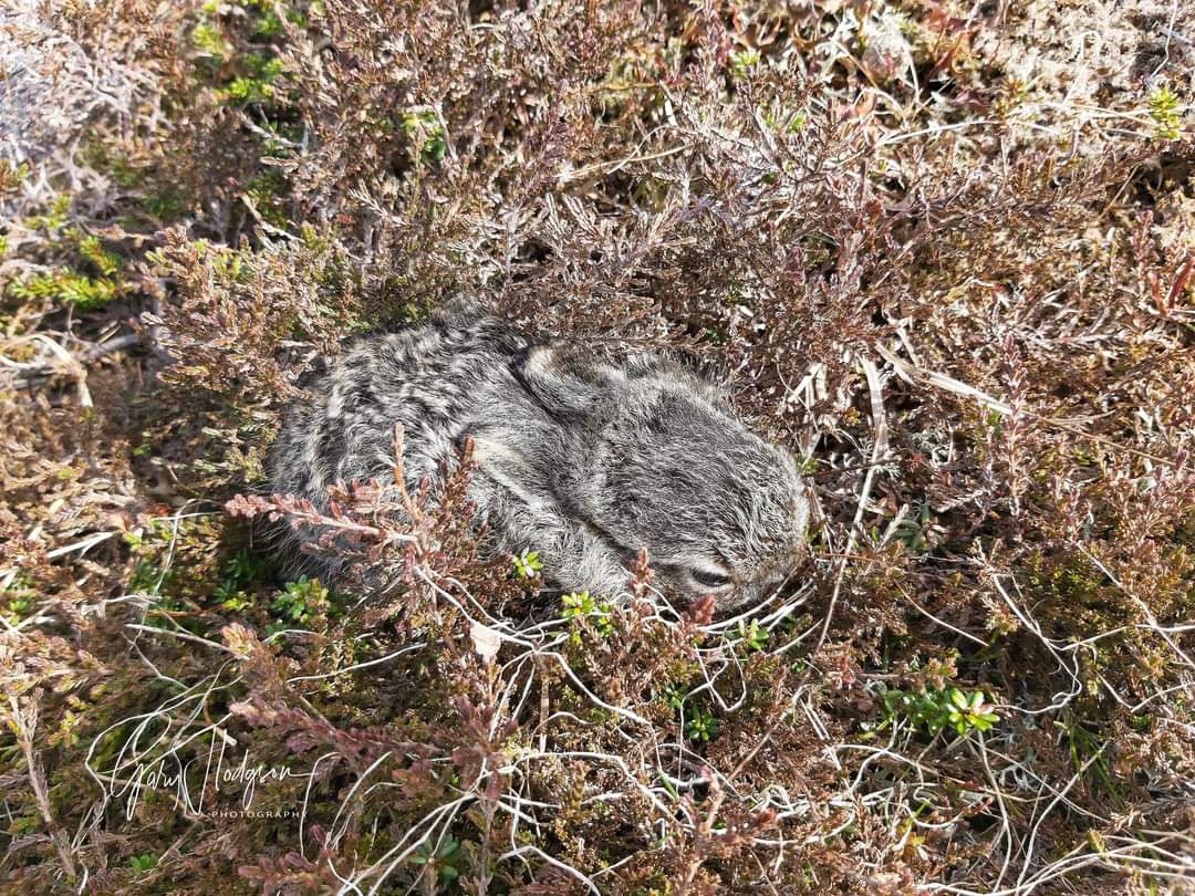GaryTarmachan's tweet photo. I spotted this wonderful Mountain Hare Leveret yesterday. You could fit him/her in the palm of your hand. To give it scale the crowberry leaves nearby are about 5mm in length.
#spring #mountainhare #NaturePhotography #bbcnature #springwatch2022 #wildlife https://t.co/ZqNBmZnLKc