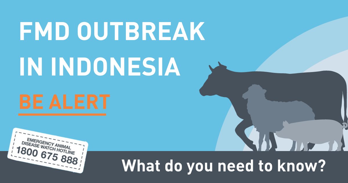 animalhealthAUS's tweet photo. We have been advised of an outbreak of foot and mouth disease (FMD) in Indonesia.

FMD is a contagious viral disease of cattle, sheep, goats and pigs with severe consequences for animal health and trade. 

Find out more - https://t.co/f3Sdbf2NZs

#DAWE #AnimalDiseaseAlert https://t.co/wmbstz9VAq