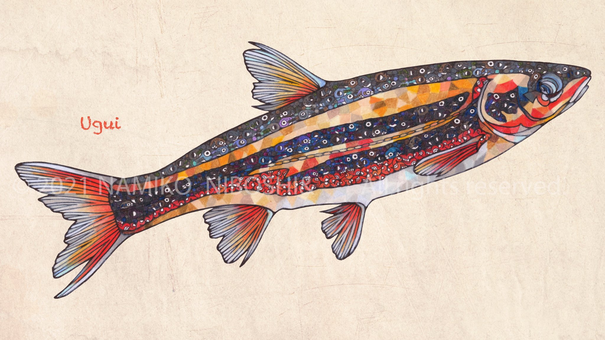 Namiko Niboshi イラスト図鑑 ウグイ File277 イラスト 魚 色鉛筆 T Co Aver1ut2kk Twitter Namiko Niboshi イラスト図鑑 ウグイ File277 イラスト 魚 色鉛筆 T Co Aver1ut2kk Twitter