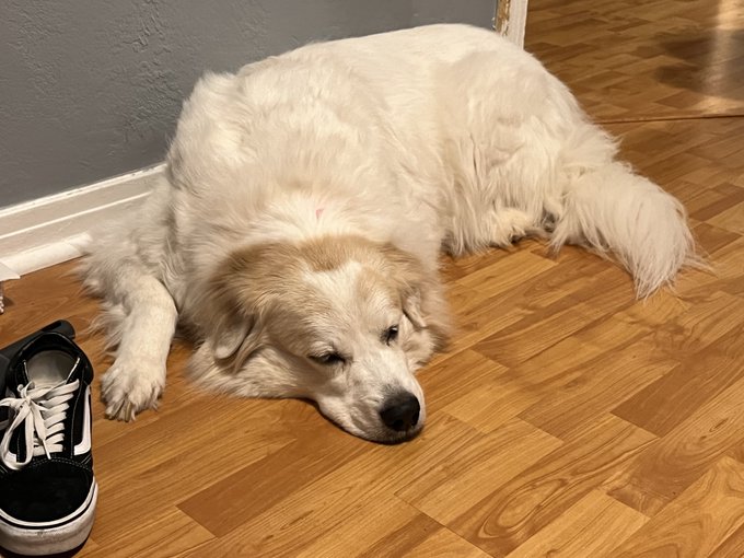 Who&rsquo;s the cutest dog in the world, and why is it Daisy? 💖 https://t.co/WhWTyWeh9I