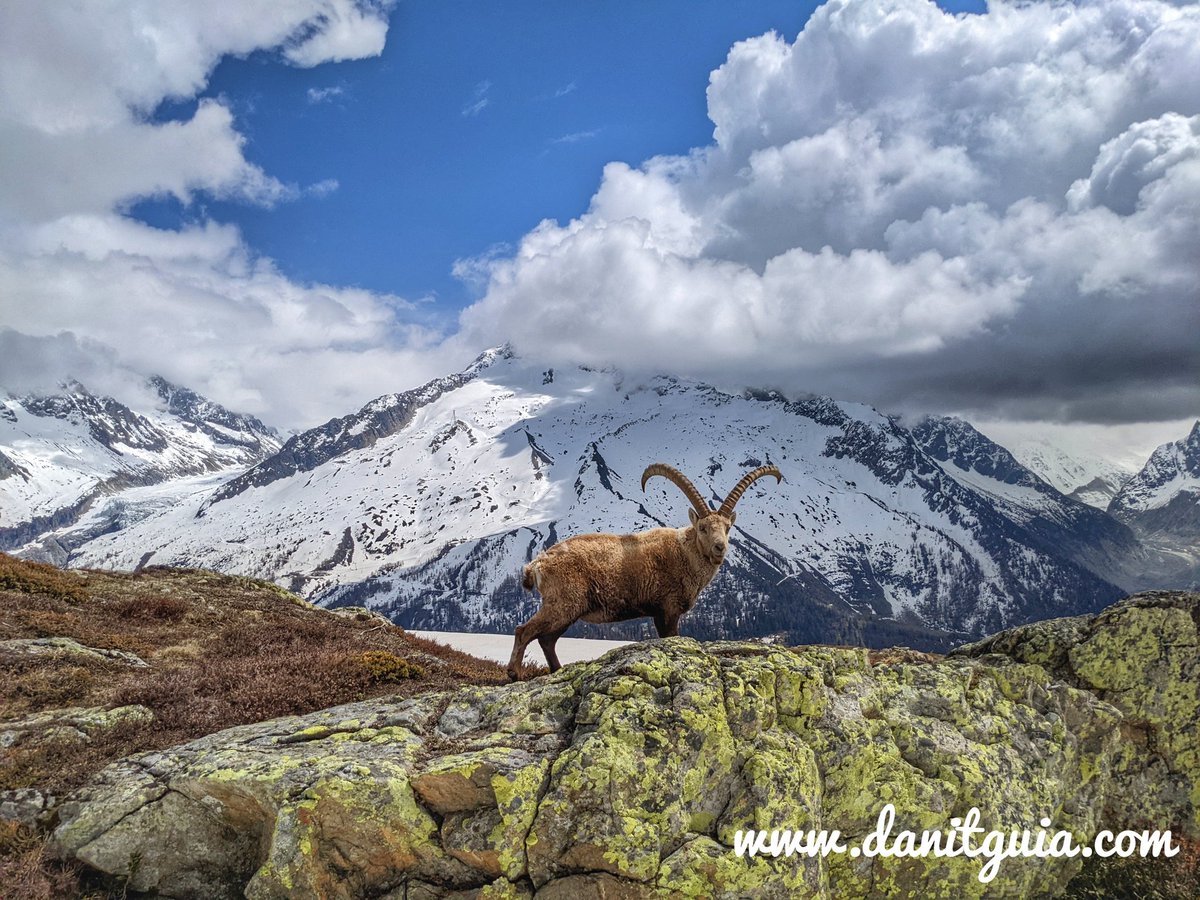 danitguia's tweet photo. En la ruta por #chamonix de ayer nos encontramos con este magnífico ejemplar  de #ibex
https://t.co/HvxRs7M3gG
 @info_ezcaray #Ezcaray #chamonix #ebikes #alpinism  #alpinismo  #guide @chamonixmontblanc #senderismo #mtb #skimo  #alquilerdebicicletas  #mountainguide  #guiademontaña https://t.co/DEPqcjPLfO