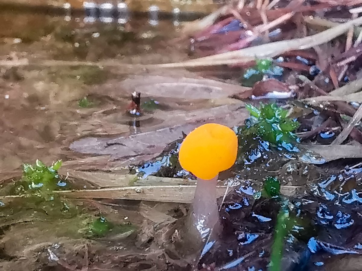 Couple of snaps here from a recent event in Gwynfi, Neath Port Talbot. A lovely evening stroll looking for birdlife, plants and anything of the natural world around us. Find of the day was this fungi – ‘Bog Beacon’ - Mitrula paludosa