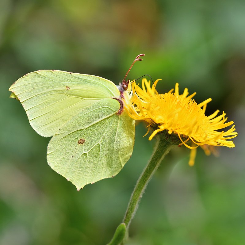 OrgTrakel's tweet photo. Orakkanat » Gonepteryx rhamni
Yaprağa benzeyen formu ile zaman zaman fark edilmesi zor olabilir.
📷© Abuzer Türk
Detaylı bilgi ; https://t.co/DYlJnPGdT7 https://t.co/PjoQiOJXno
