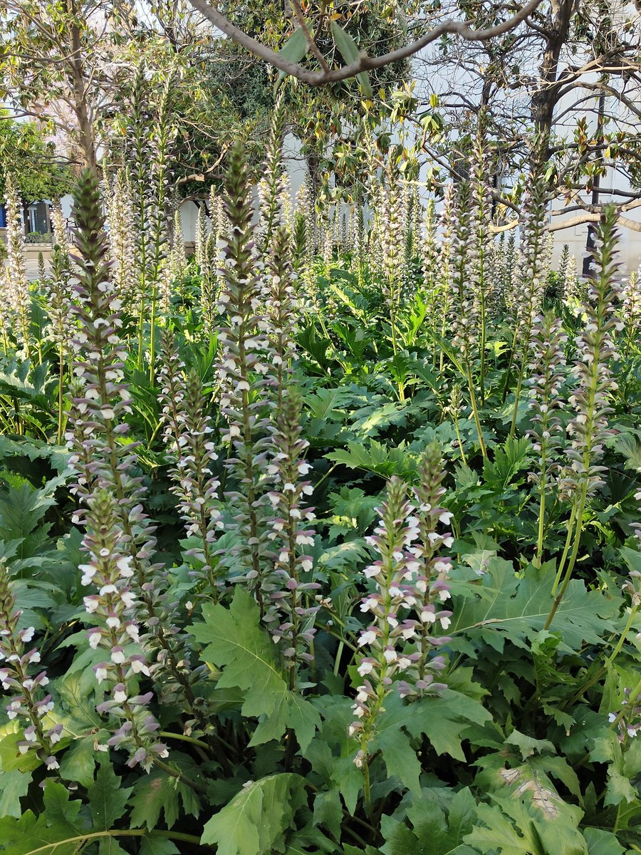 Andaba el escultor Calímaco buscando inspiración para un encargo de columnas en Corinto cuando se topó con el acanto, fascinado por su belleza incorporó su forma a los capiteles. El diseño tuvo tanto éxito que dio lugar al orden corintio, el más ornamentado de la Grecia Antigua.