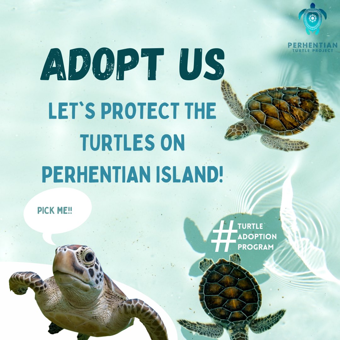 PTP_MY's tweet photo. We’re relaunching our Adopt-A-Turtle Campaign! 🐢💚

If you’ve always wanted to do more for the sea turtles, here’s your chance! Adopt any of our 7 popular turtles (or all of them 🤭) for RM50 or RM100, and you’ll be helping us make a difference ✨ https://t.co/HvxLFzyg02