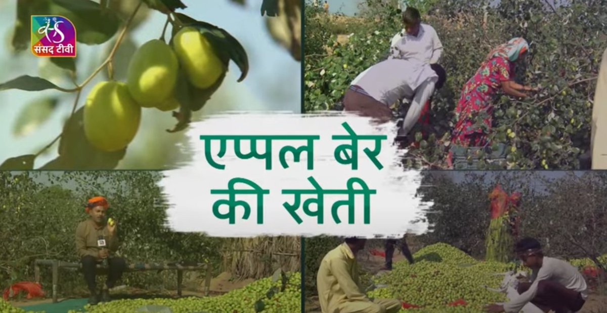 sansad_tv's tweet photo. राजस्थान का मेहरवाला गांव #AppleBer की खेती के लिए जाना जाता है। यहां के स्मार्ट किसान पारंपरिक खेती छोड़ #एप्पल_बेर की खेती कर उन्नति के नए आयाम छू रहे हैं।

कैसे कम लागत में #AppleBerFarming कर पाएं ज्यादा मुनाफा

‘Smart खेती’ 

@AgriGoI
 
Watch Here: https://t.co/4LWpux9fW9 https://t.co/MbYN7Pqmir