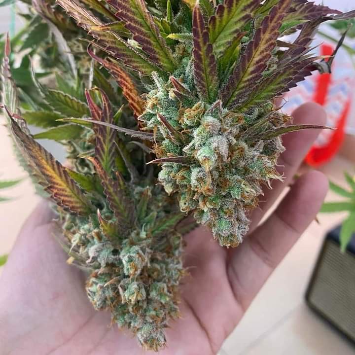 Ethical Soul tweet media