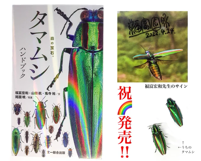 『タマムシ ハンドブック』福富宏和・山田航・瑤寺裕・尾園暁(文一総合出版)、本日発売です! 玉虫厨子のあのタマムシだけではなく多種多様の宝石の如きタマムシの存在を知ることができる素晴らしい図鑑です。日本産220種中131種収録。玉虫色にも虹色にも輝く表紙も感動的でプレゼントにもぴったり! 