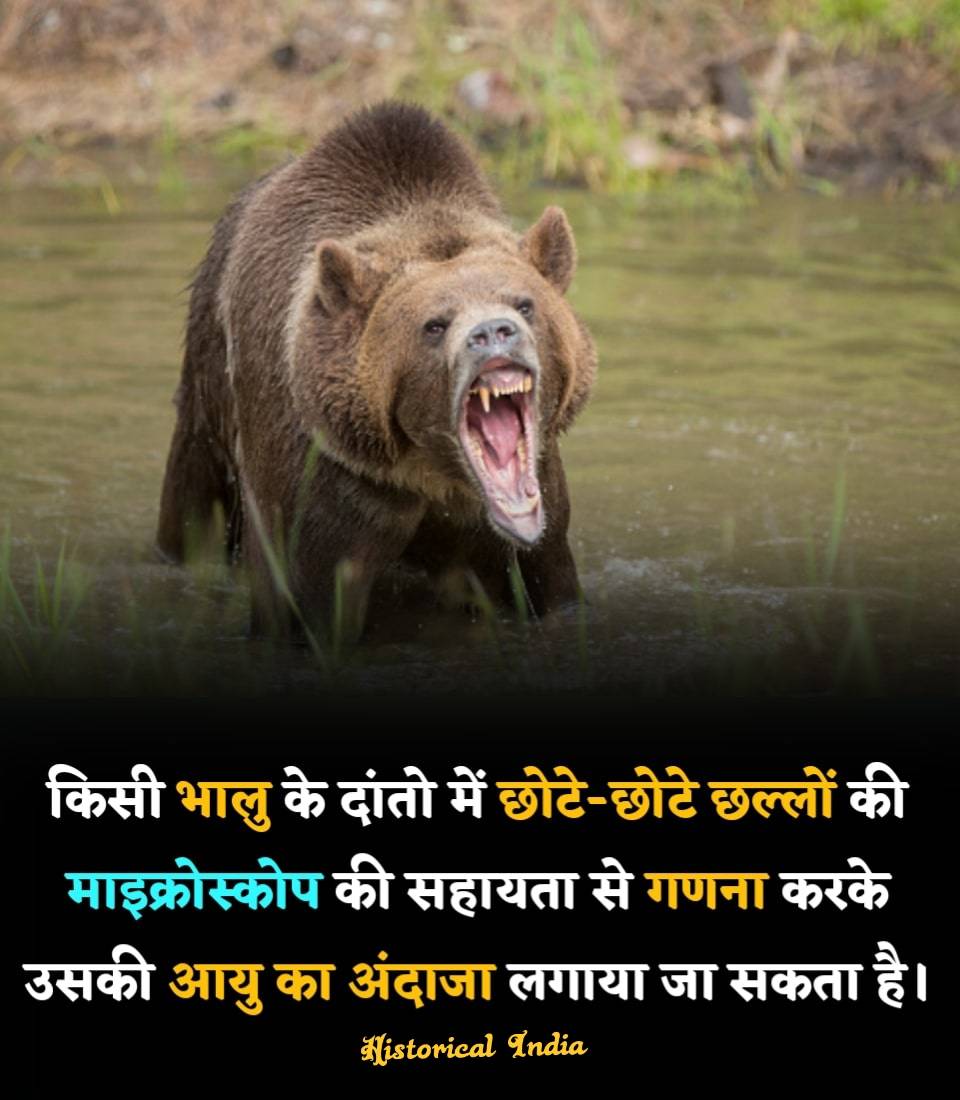 Historical India tweet media