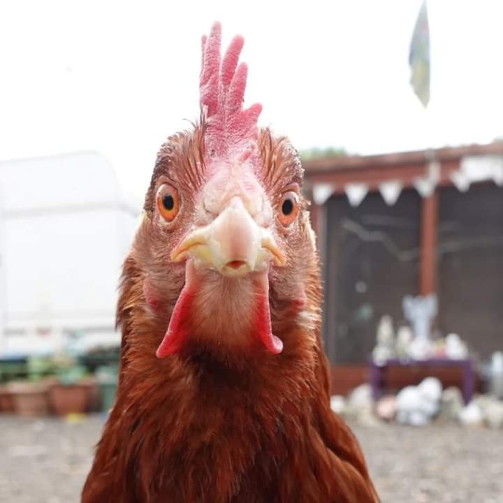 🐔🧵 EDITH'S STORY 🧵🐔
'Hi, I'm Edith. I live a happy life at FARS. But it wasn't always this way. I was raised in a cage, with barely room to move or spread my wings. Ammonia-filled air burned my eyes & throat. I was forced to lay 100s of eggs which caused an internal tumour.'