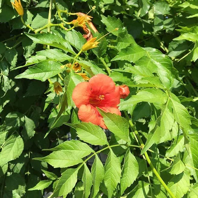 temavakfi's tweet photo. Acem Borusu’nu görsen tanır mısın?

🌺 10 metreye kadar boylanan, kışın yaprağını döken tırmanıcı odunsu bir sarmaşıktır.
🌺 Tek tüysü bileşik yapraklıdır.
🌺 Çiçekler çan şeklinde 4-12 adet, uçta kümelenmiş ve son yılın sürgünü üzerindedir. https://t.co/SvODc3YQzJ