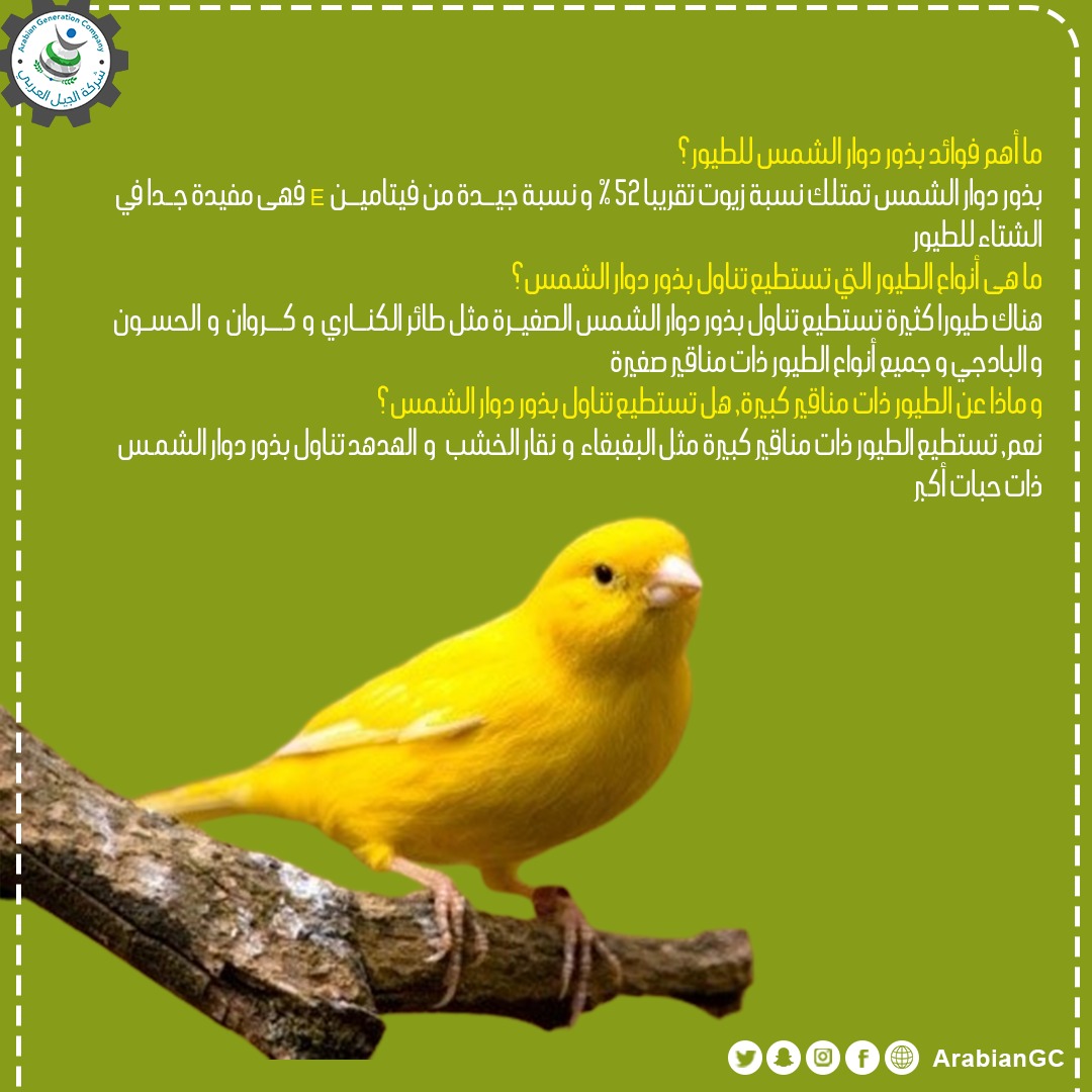 #شركة_الجيل_العربي #الجيل #العربي #المملكة_العربية_السعوديه #السعودية  #الطائف #مكة #الرياض #جدة  #الببغاء #طيور_زينه  #بادجي #اعلاف_طيور #بذر #بذر_دوارالشمس #دوار_الشمس  #معلومات 
 #AGC #KSA #jeddah #makkah #taif #Birds #parrots #saudiarabia #explore  #Budgie #sunflower