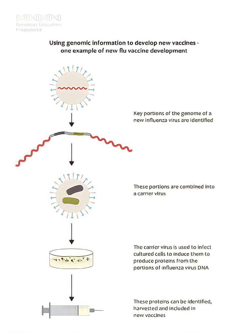 cgs_rmi's tweet photo. Genomic information goes beyond diagnosing hereditary illnesses. New researches have proven its help in developing new vaccines too.
Image ref: @genomicsedu
#genomics #science #DNAreading #sciencetwitter https://t.co/p96PPBYpoO