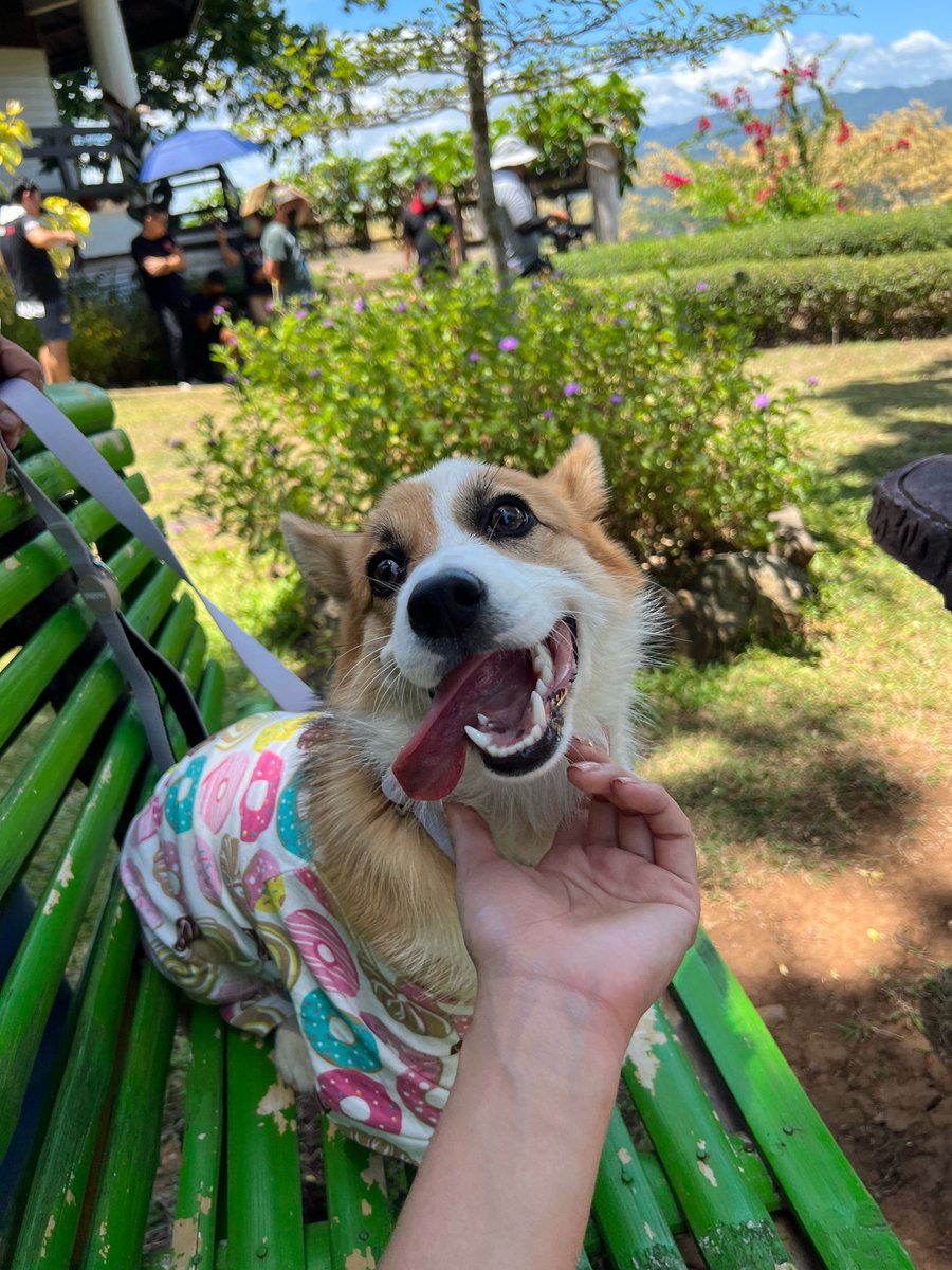 mainedcm's tweet photo. Get ready fur some puppy love! Dog training with Coco and Snoop this week on #MaineGoals. From obedience and agility training for all dogs to conformation training for show dogs. This is going to be a pawsome week! See you at 8pm, hoomans and doggos! 🐾 @FeelGoodSaBuko https://t.co/PB16aw3cId