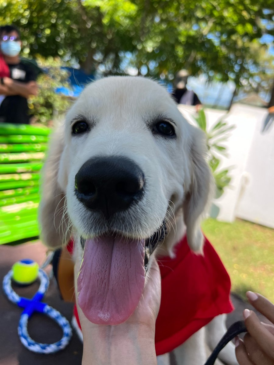 mainedcm's tweet photo. Get ready fur some puppy love! Dog training with Coco and Snoop this week on #MaineGoals. From obedience and agility training for all dogs to conformation training for show dogs. This is going to be a pawsome week! See you at 8pm, hoomans and doggos! 🐾 @FeelGoodSaBuko https://t.co/PB16aw3cId