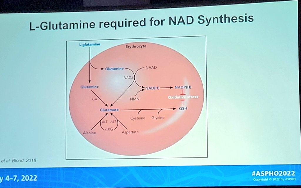 DrPowerHays's tweet photo. 1️⃣L-glutamine (brand name: #Endari) by Drs Morrone & Badawy
Rationale: sickling and hemolysis generates damaging oxidative stress. Supplementing RBC's w/ glutamine may ⬆️ biochemical stress tolerance #antioxidant
Results: decreased hospitalizations, safe
https://t.co/Upn9bmpPkG https://t.co/D8DW8E2z62