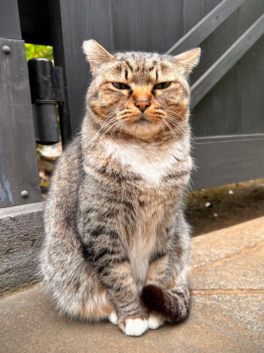 yanesen's tweet photo. 寺番のボス猫カンちゃん。
今朝はボス猫とは思えぬ愛くるしい顔でお出迎え。
そんなカンちゃん、とても悲しい過去があるのです。

#写真
#動物
#猫
#物語 https://t.co/tDwKBfESwx