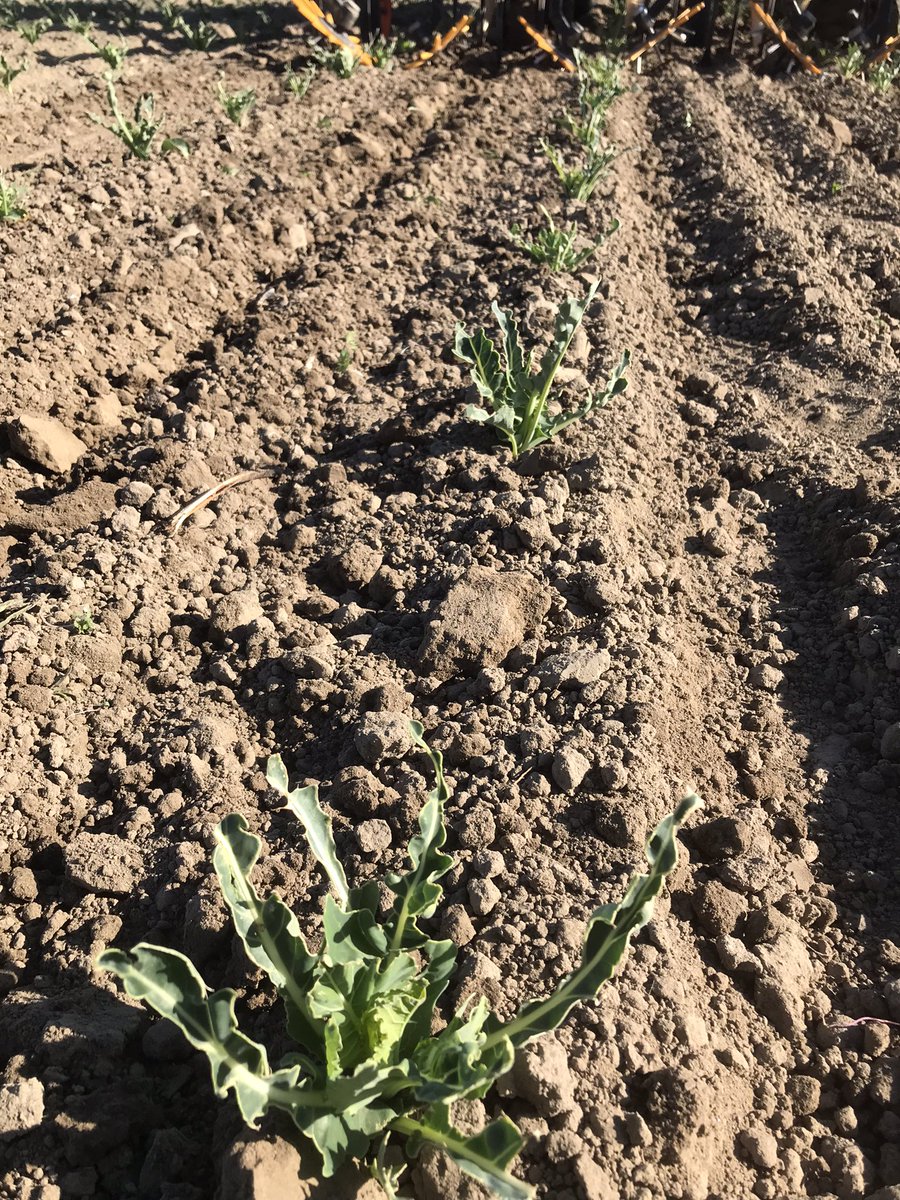 De schoffel er door ,lekker weertje voor