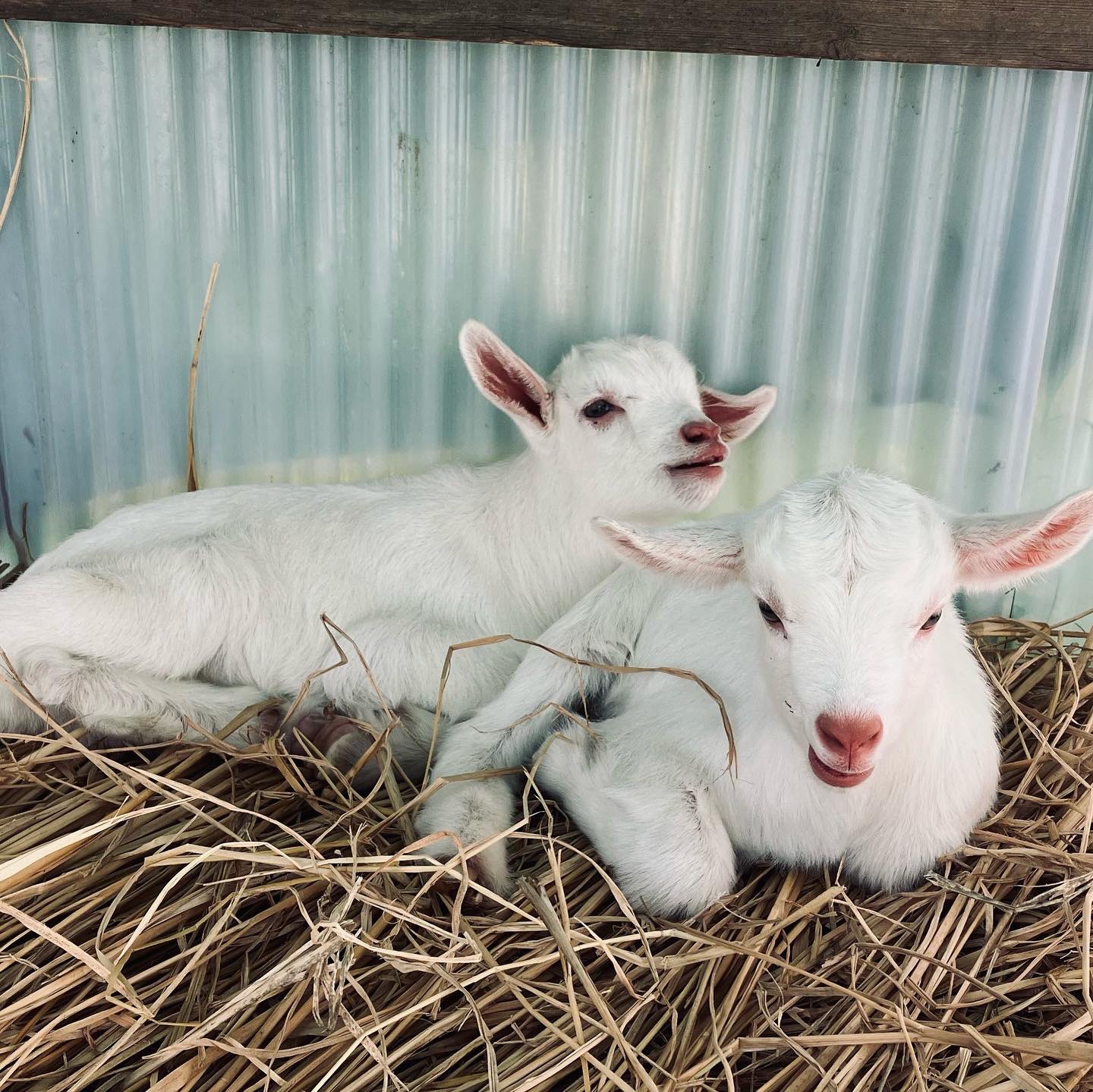 モリコロパーク Ar Twitter 5月7日にハイジから生まれた子ヤギ メス1匹 オス1匹 の名前を募集します 賞をお出しするわけではありませんが みなさんから提案いただいた名前の中から スタッフで選ばせていただきます コメントでご提案ください 締め切りは14日