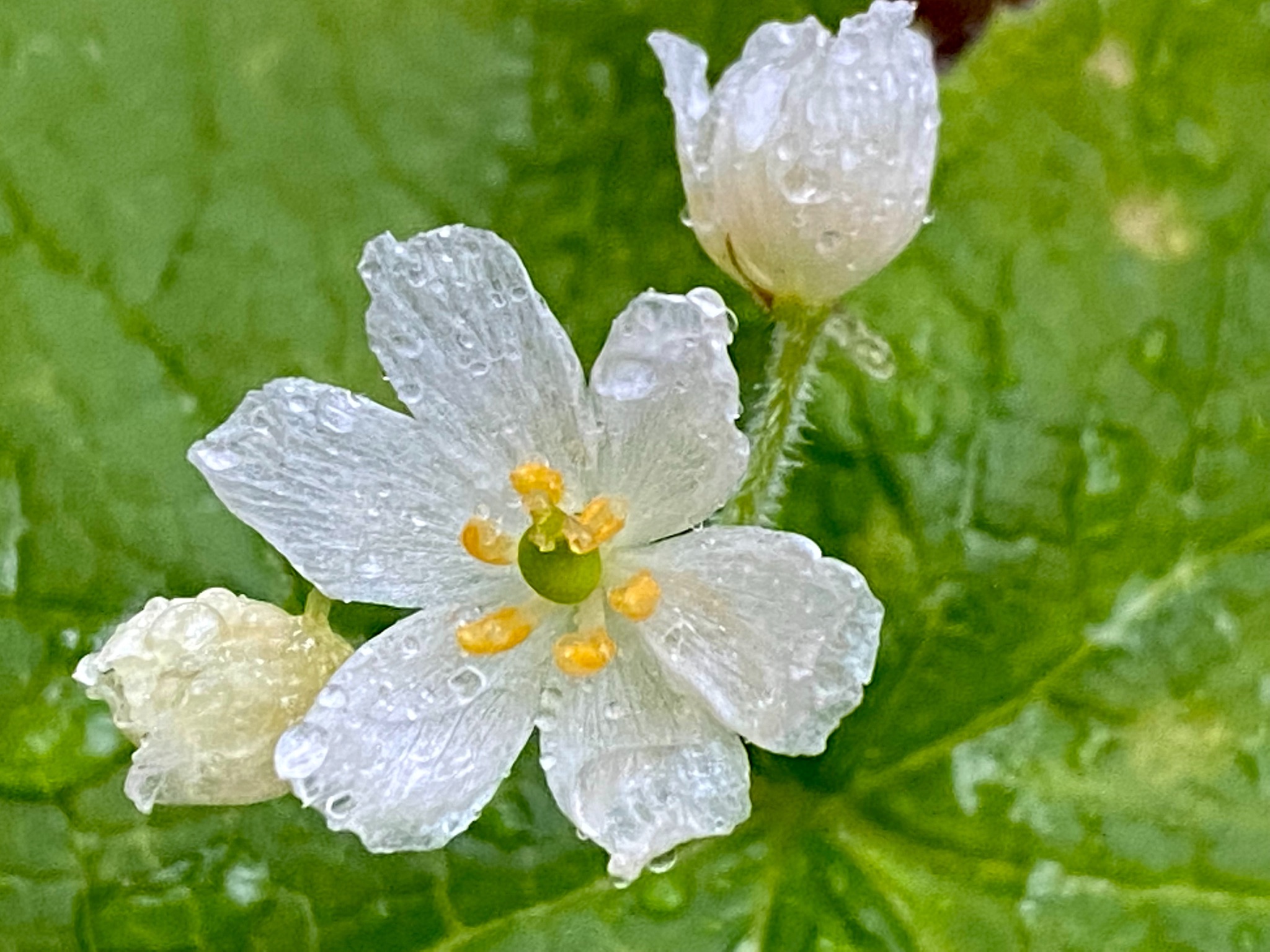 透明になる花 Twitter Search Twitter