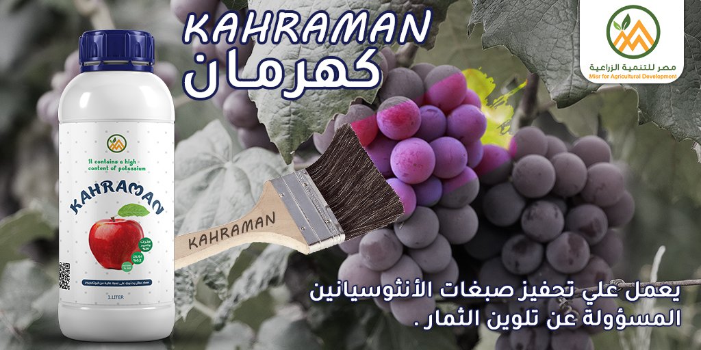 MisrDevelopment's tweet image. *قلة التلوين مأثرة عليك ومش عارف تصدر* 
👈لمسة واحدة من  كهرمان تعمل علي زيادة الفلافونيدات والفينولات 
   (flavenoids _ phenols )
🛡️كهرمان أأمن وأفضل مركب للتلوين مقدم من شركة مصر للتنمية الزراعية
#مصر_للتنمية_الزراعية 
#لغة_النبات_لغتنا
            01001018221