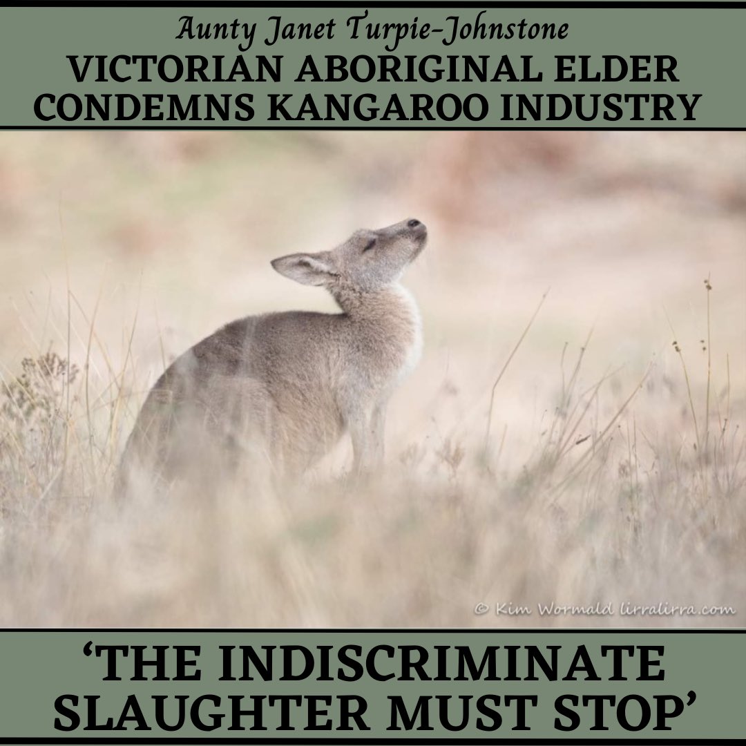 VicKangaroos's tweet photo. VIC ABORIGINAL ELDER CONDEMNS COLONIAL KANGAROO INDUSTRY

@BgoAddy has shared the words of Aunty Janet Turpie-Johnstone. We are so grateful for her strength and wisdom in defending #kangaroos from colonial exploitation. 

Full text: 
https://t.co/kQG1W44Sg8

#stopkillingkangaroos https://t.co/QSO5C1RHlW