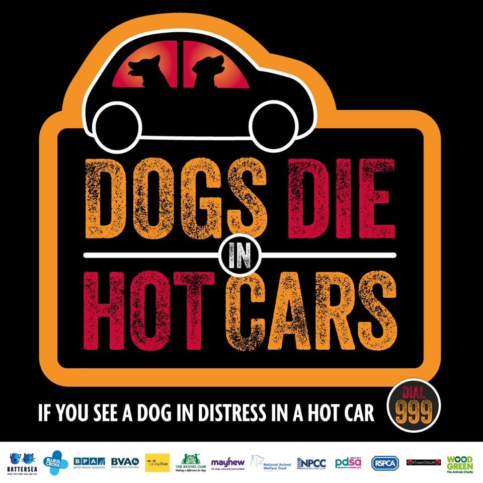 BluebellRidge's tweet photo. With the weather heating up, please avoid leaving dogs in cars - NOT even for a few minutes, NOT even with the windows down, NOT even in the shade.
🐶🥵🚗 If you see a dog in distress in a car on a warm day, don’t be afraid to dial 999. #DogsDieInHotCars https://t.co/JJCwLcRFx0