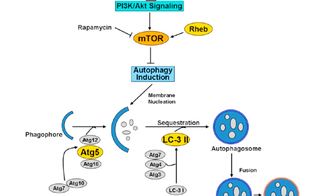 OAE_JCMT's tweet photo. 🍀🍀This is a high-quality review of the
"Role of #autophagic response induced by major #phytochemicals in #cancerprevention and treatment"

Let's read it.
https://t.co/tTvKyveHO9

#Cancer #autophagy #capsaicin #phenethylisothiocyanate #genistein #withaferinA https://t.co/lex5bmGZuH