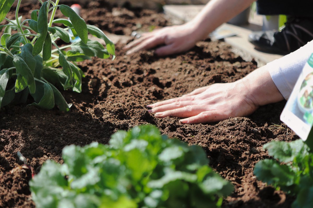 PlantHealthScot's tweet photo. You can help to protect plants from disease in the future by changing things now. You can find more information on the steps to take to minimise plant health risks in Scotland https://t.co/pt9GZR8Bqk #planthealthweek #PlantsMakeLifeBetter #PHC_KeyPrinciples https://t.co/Z55FpOh91f