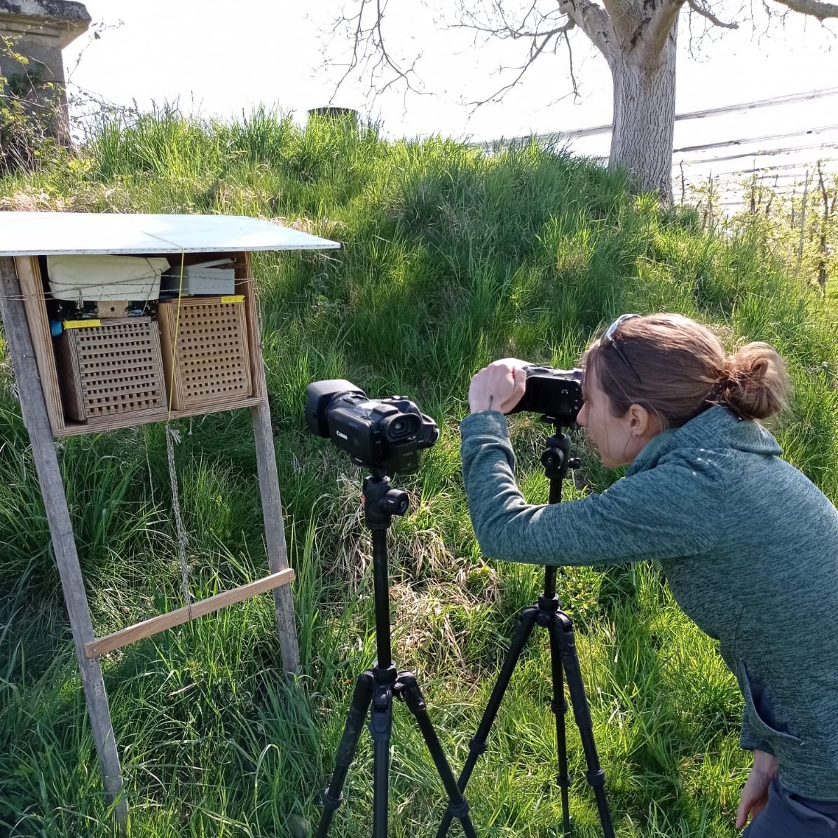 Corina Maurer (@corinamaurer) on Twitter photo Successfully completed filming of #solitarybee trap nests :) By assigning nests to marked females, we aim to investigate the impact of #honeybee viruses in female #Osmia cornuta on their offspring. <a href="/VOODOO_EU/">VOODOO Project</a> Successfully completed filming of #solitarybee trap nests :) By assigning nests to marked females, we aim to investigate the impact of #honeybee viruses in female #Osmia cornuta on their offspring. <a href="/VOODOO_EU/">VOODOO Project</a>