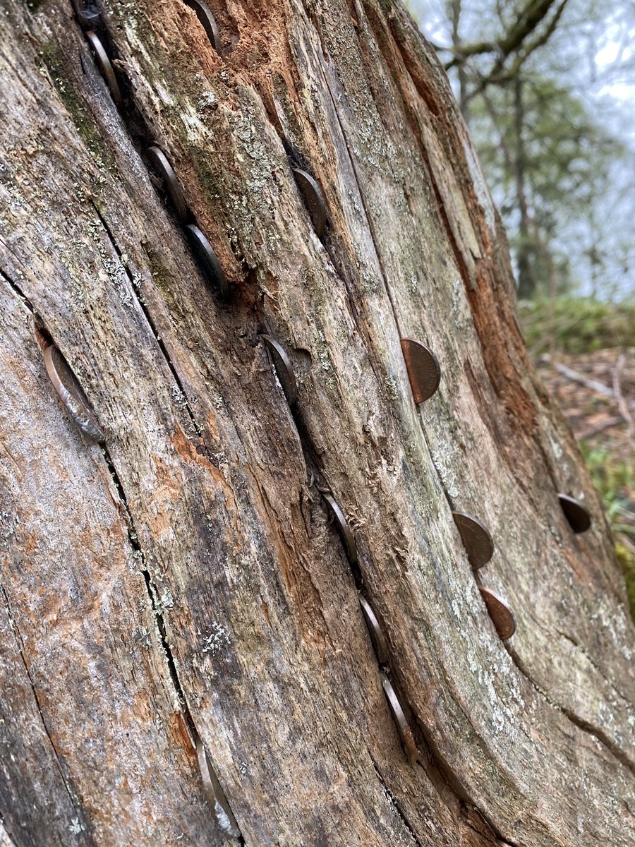 Money tree. Birks of Aberfeldy, Loch Tay.