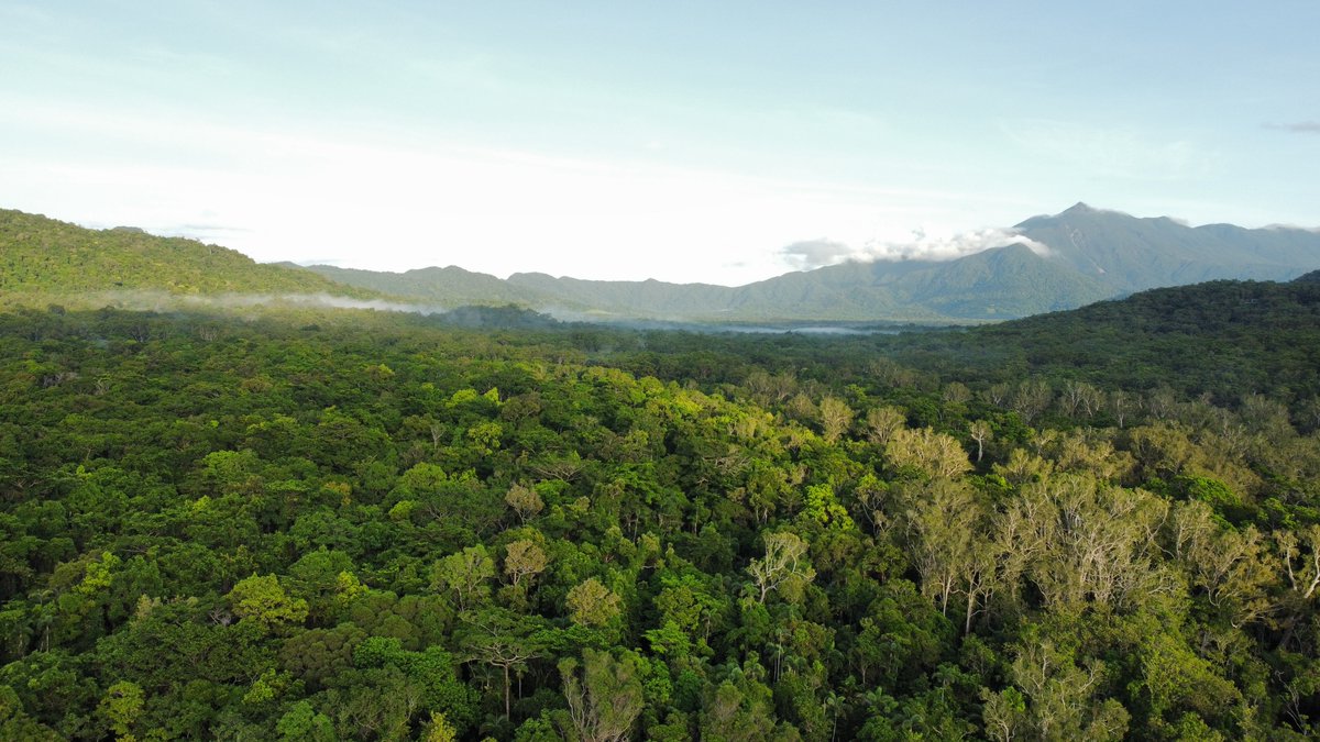 GSS_mag's tweet image. We had the pleasure to visit the beautiful Daintree Forest in far north Queensland, Australia. A must-see for the amazing landscape and extensive biodiversity.