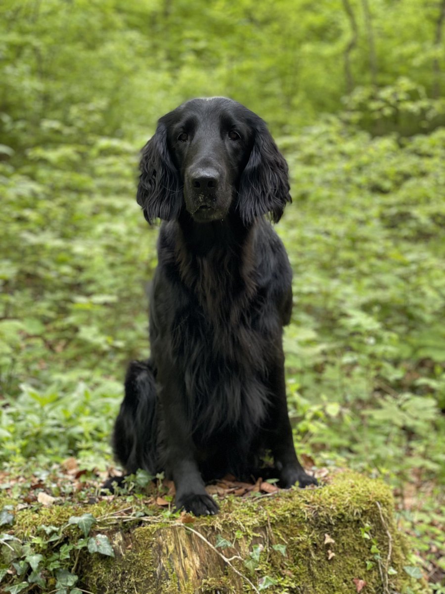 Rafael_Nala's tweet photo. #flatcoated with #spaniel ears https://t.co/1z7T05RfmN
