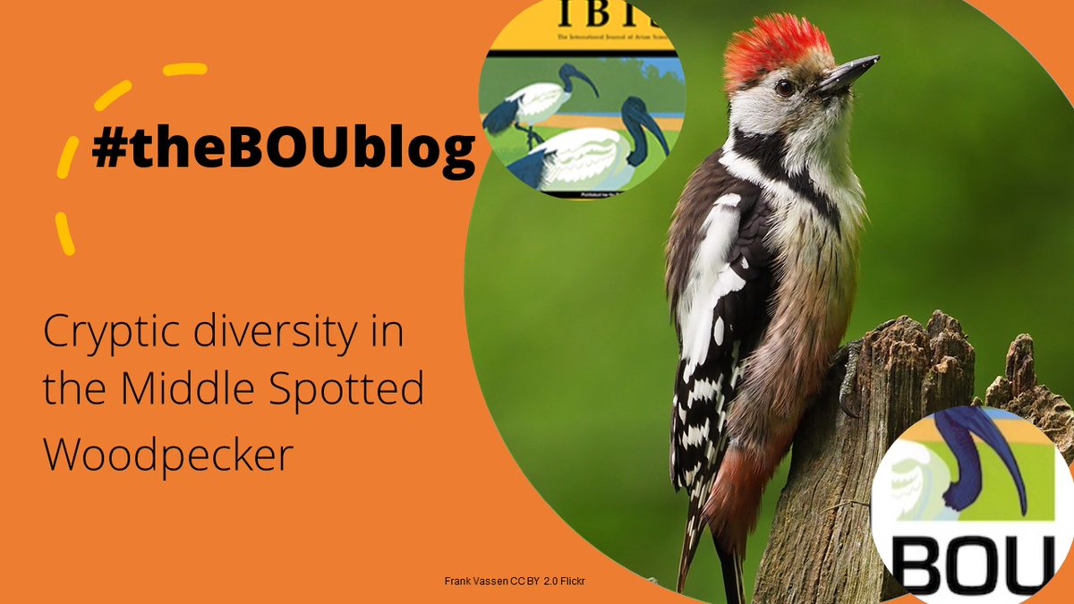 New on #theBOUblog: Phylogenetic structure in an arboreal bird bou.org.uk/blog-schweizer…

Read the open access <a href="/IBIS_journal/">BOU 👩🏻‍🏫👨🏿‍🏫🧕🏽👳🏽‍♂️ 🌈</a> paper onlinelibrary.wiley.com/doi/full/10.11…

#ornithology | <a href="/ManuelSchweize1/">Manuel Schweizer</a>