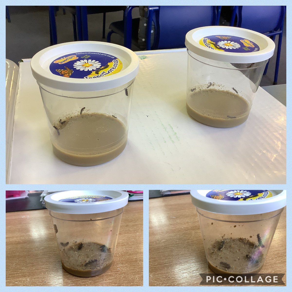 MissD_StP's tweet photo. We have new visitors in our classroom! They started off really small but have grown lots since they arrived here! We are enjoying watching them grow. #p4times #growingcaterpillars #classroomvisitors #lifecyclelearning https://t.co/Vky782SBse