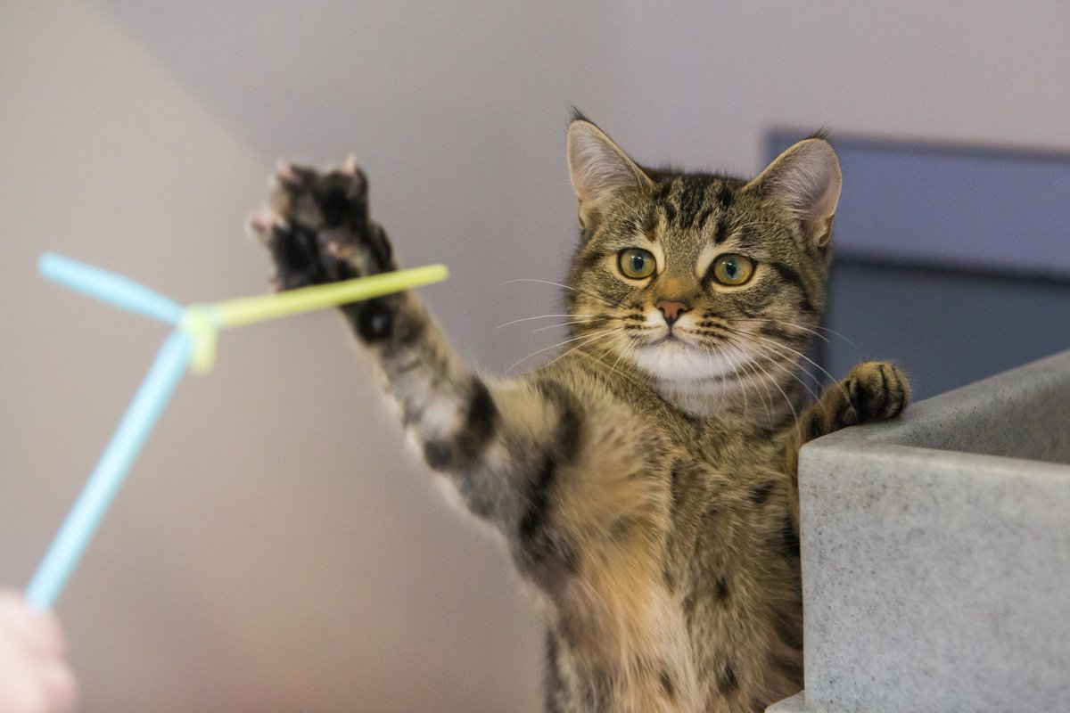 CatsProtection's tweet image. With the rising #costofliving on #cat owners' minds, we have put together a guide to help you look after your cat on a #budget with our top tips and cheap hacks 📦bit.ly/MoneySavingTip…