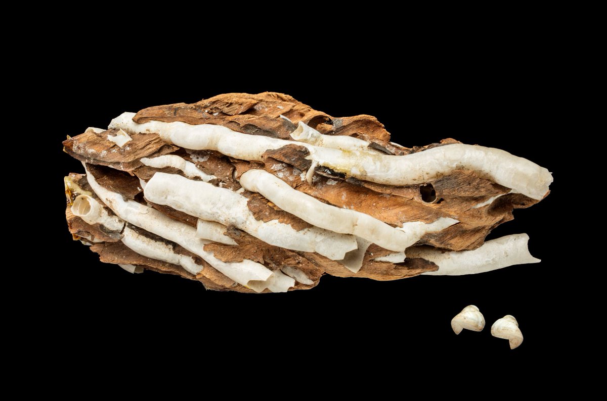 NHM_shells's tweet photo. Shipworms are not worms but bivalves. They are among the most destructive invertebrates in the world, causing a great deal of damage to wooden ships and waterfront structures.
#MolluscMonday
#InterestingShells @NHM_London
#FascinatingShells @UChicagoPress https://t.co/0W6xxPaXHO