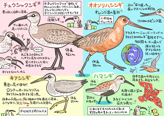 近所の水辺にシギの皆さんが大勢いらっしゃるので図解してみました(他にもいるけど)。ヤバいほど長距離の渡りトラベルの途中で日本に立ち寄ってくれているシギもいます。飛んだり食べたり休んだりピピピ!と鳴いたりカニを襲ったり、にぎやかで楽しいので堪能しましょう。再び飛び去ってしまう前に… 